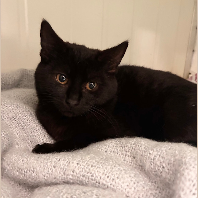 Photo of Peanut