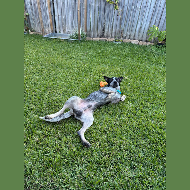 Photo of Jacko