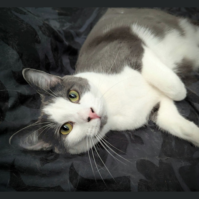 Photo of Buster