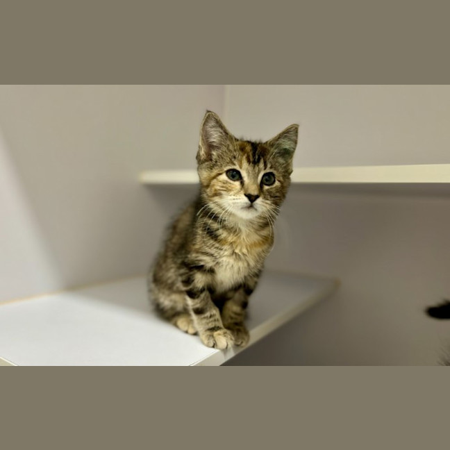Photo of Nugget