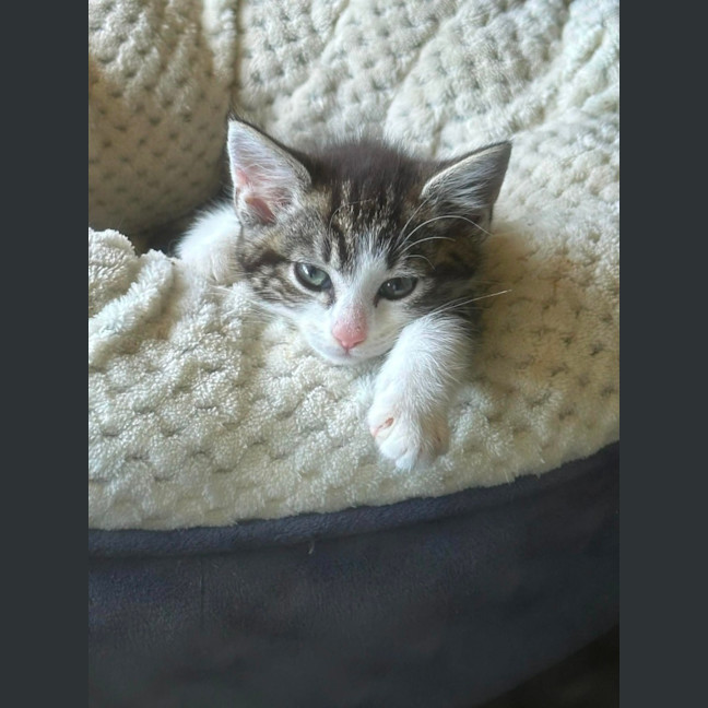 Photo of Lenni   In Foster In Oak Park