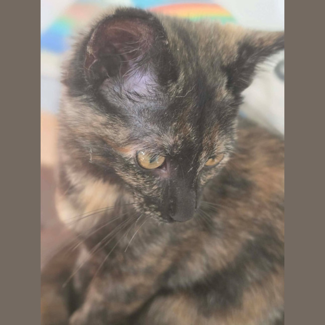 Photo of Tulip   In Foster Care In Healesville