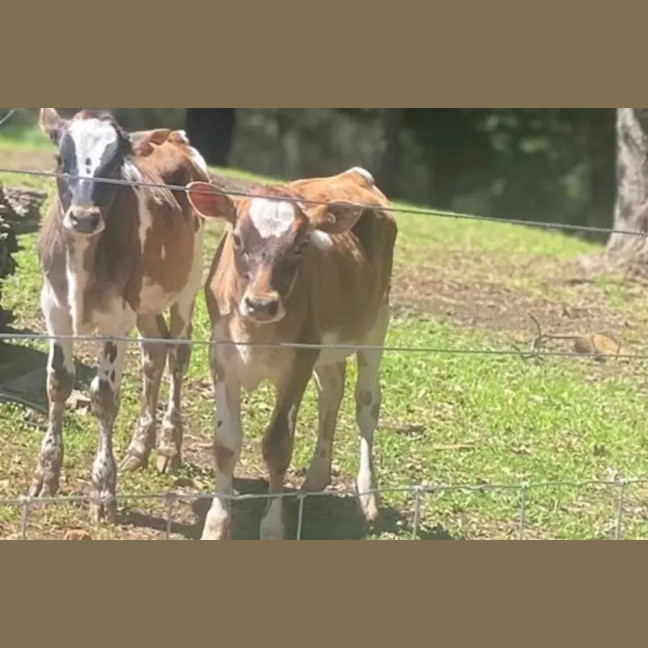 Photo of Suki & Libi