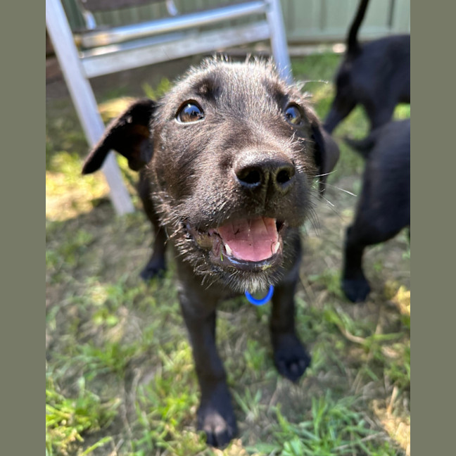 Photo of Raven   8 Week Old Wolfhound X