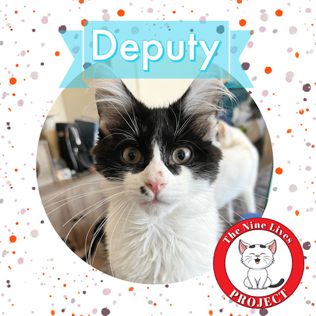 Photo of Deputy *9 Lives Project Rescue*