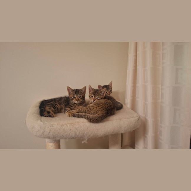 Photo of Nutmeg