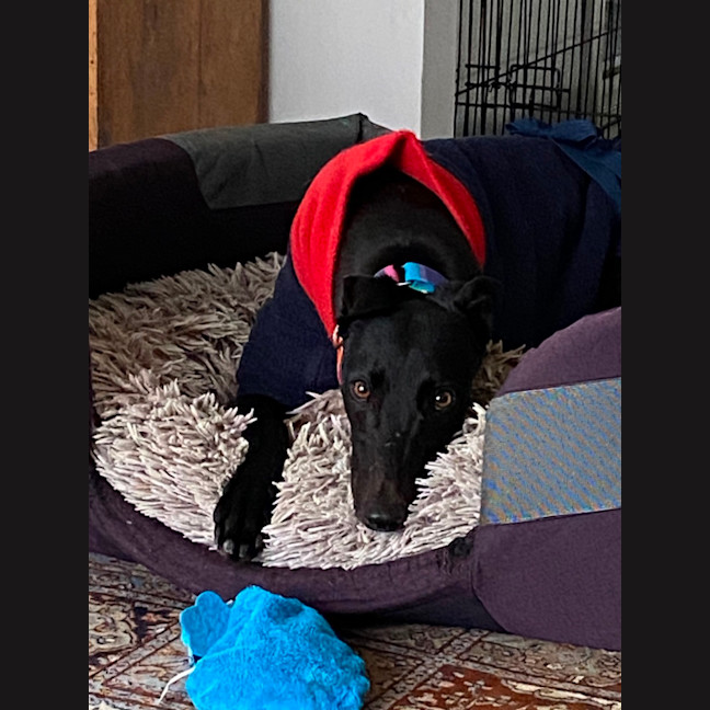 Photo of Georgia The Greyhound 