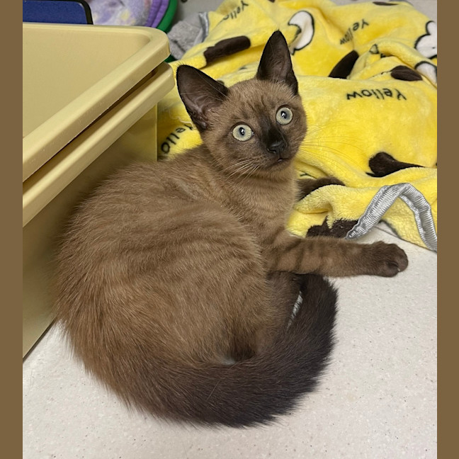 Photo of Wasabi