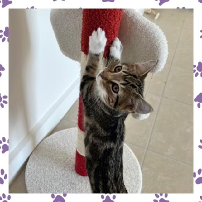 Photo of Violet