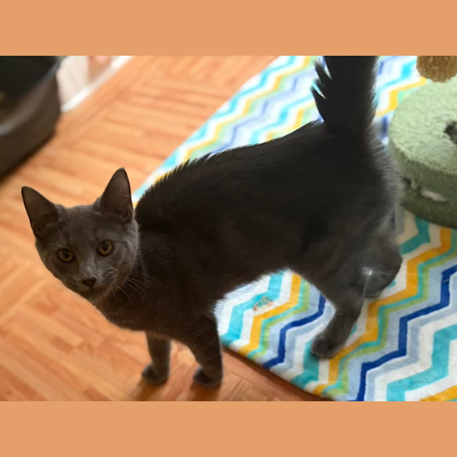 Photo of Rocket