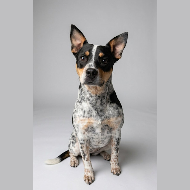 Photo of Trixie