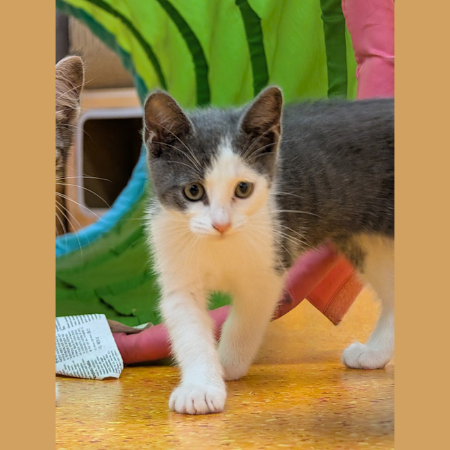 Photo of Daisy