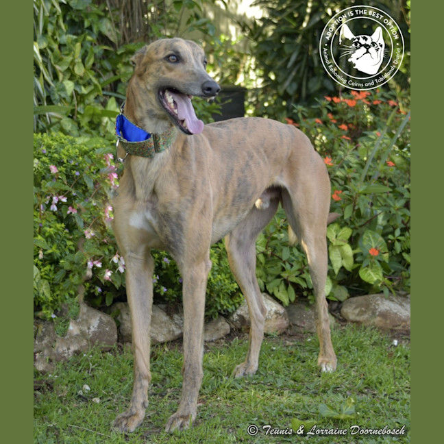 Photo of Max (Woodland Maxi)