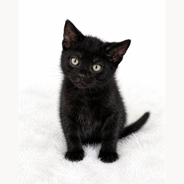 Photo of Cipher