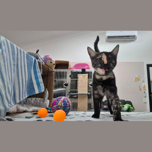 Photo of Miss Pink (0197)