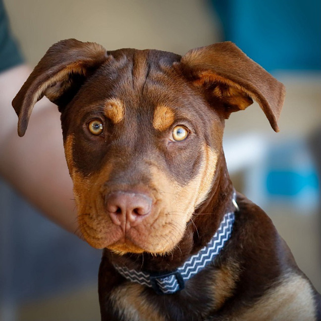 Photo of Rusty