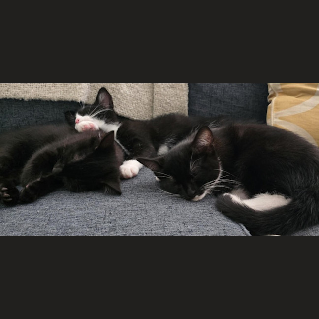 Photo of Georgie   9 Week Old Domestic Short Hair
