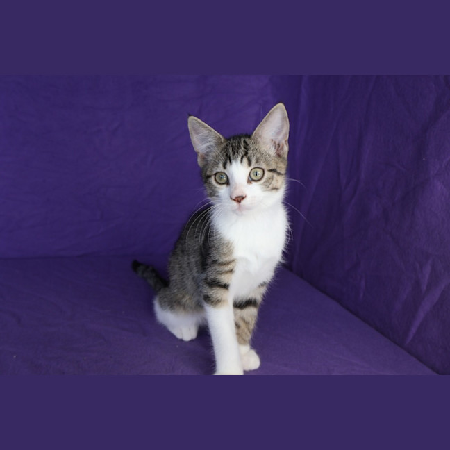 Photo of Dax