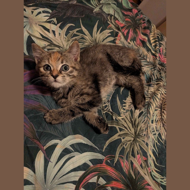 Photo of Kahea