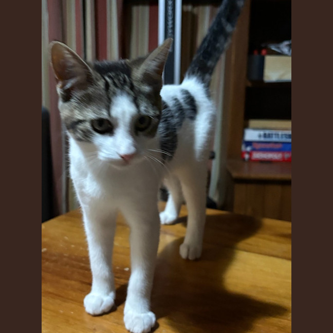Photo of Peaches   Reduced Adoption Fee $150