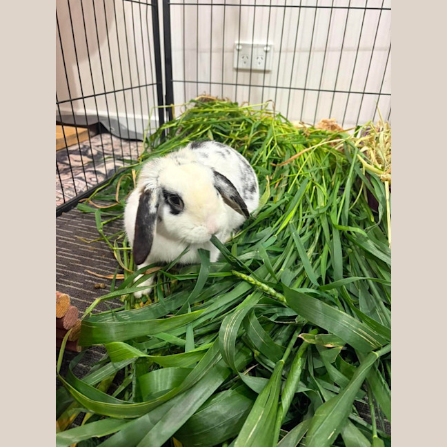 Photo of Mochi