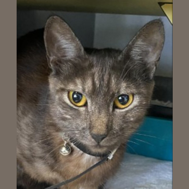 Photo of Luna