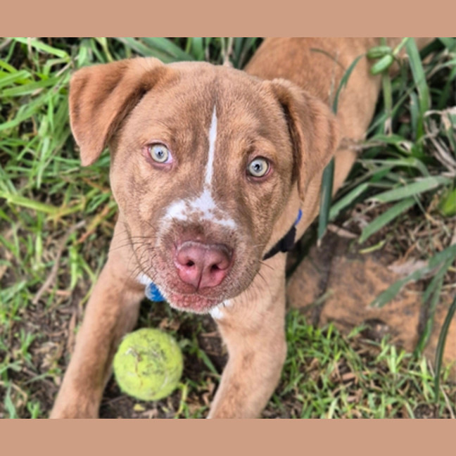 Photo of Huxley 