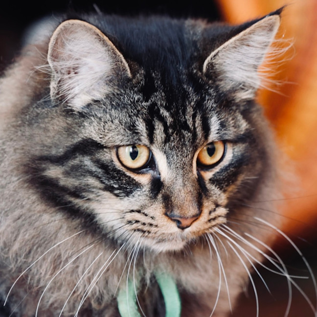 Photo of Scout