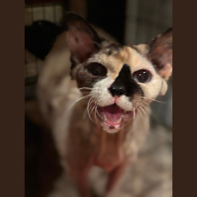 Photo of Gemma (Bonded With Turbo)