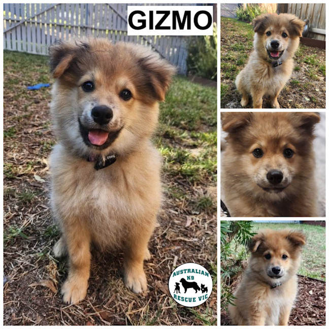 Photo of Gizmo 