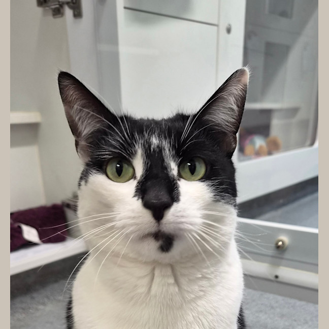 Photo of Alfie