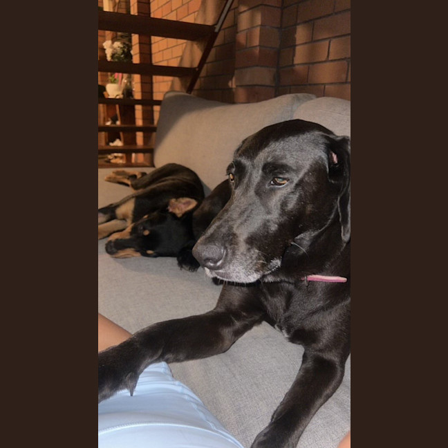 Photo of Rocky   6 Month Old Kelpie X (On Trial)