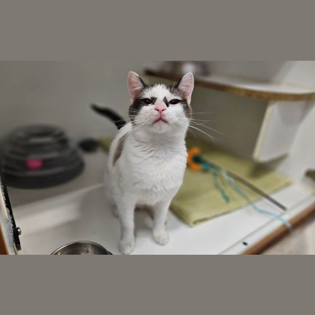 Photo of Bandit 