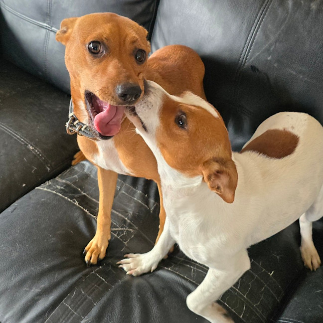 Photo of Trixie And Kayla