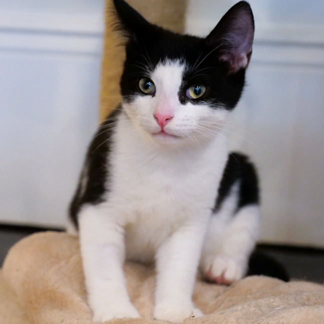 Photo of Domino