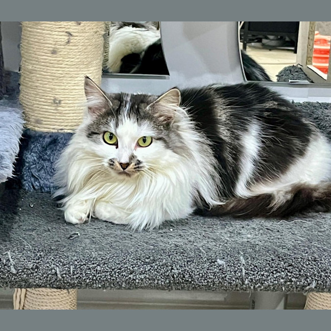 Photo of Bindi