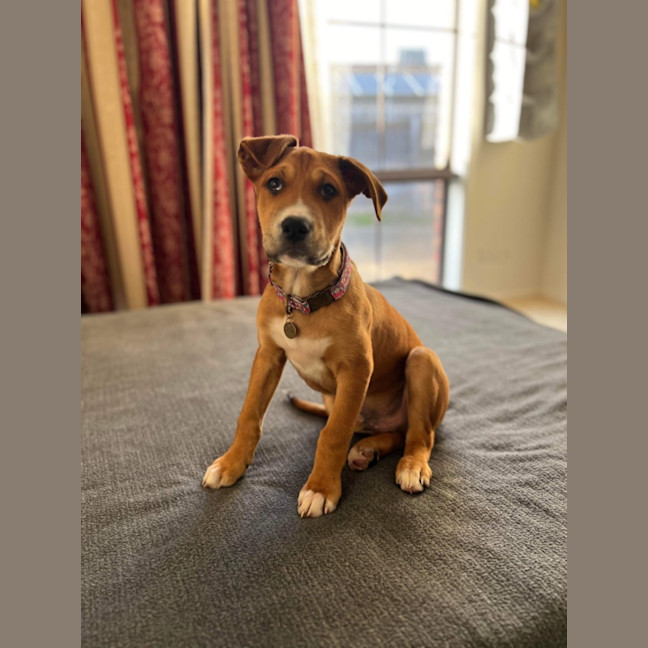 Photo of Bandit