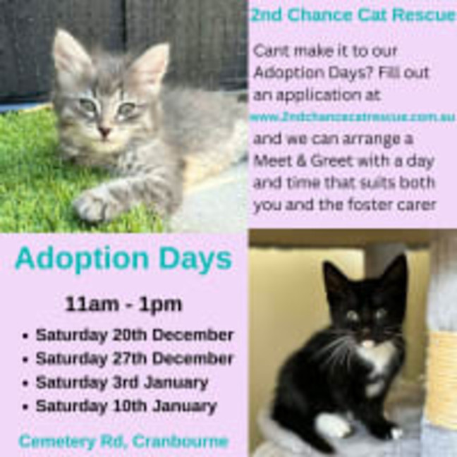 Photo of Nido Queen **2nd Chance Rescue**