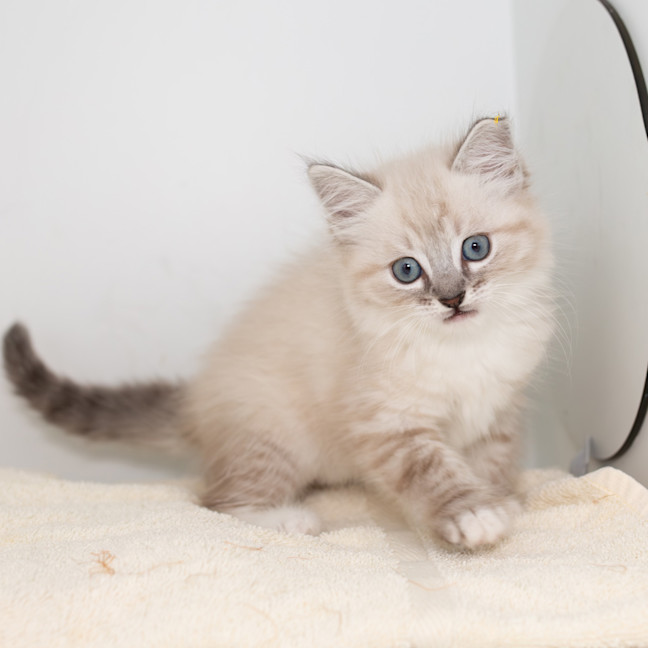 Photo of Burrito