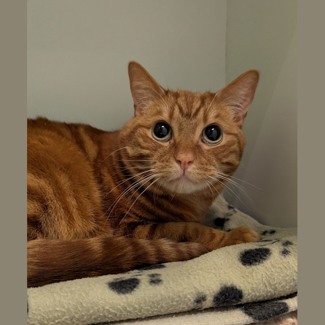 Photo of Garfield