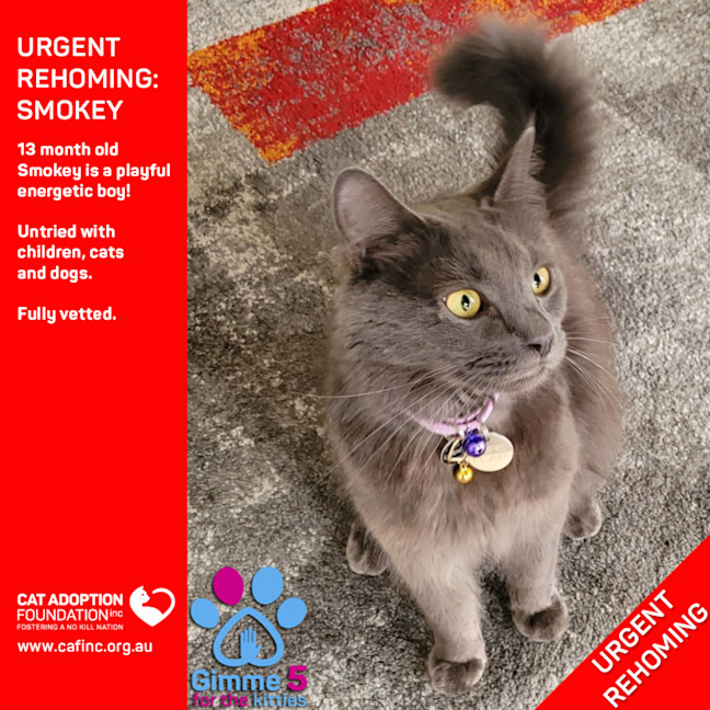 Photo of Smokey Private Rehoming No Charge!