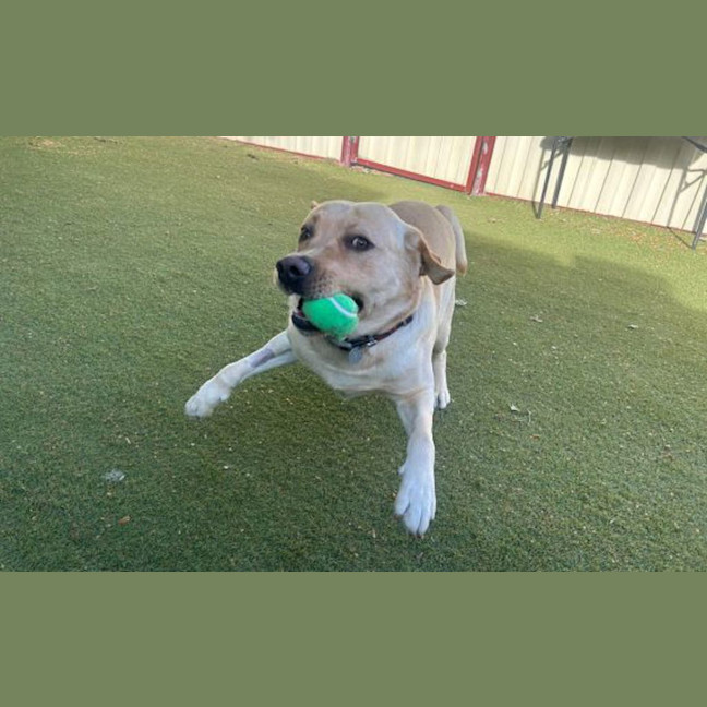 Photo of Yoyo