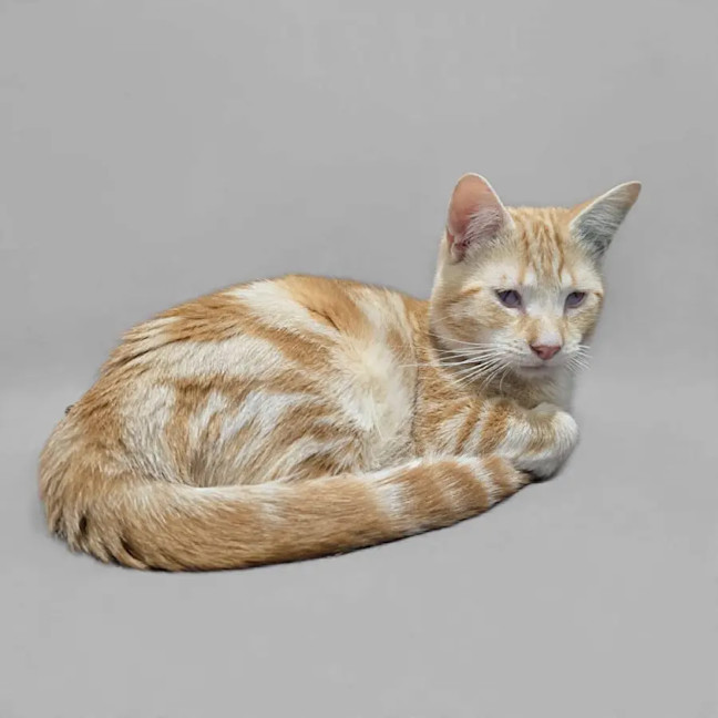 Photo of Shadow
