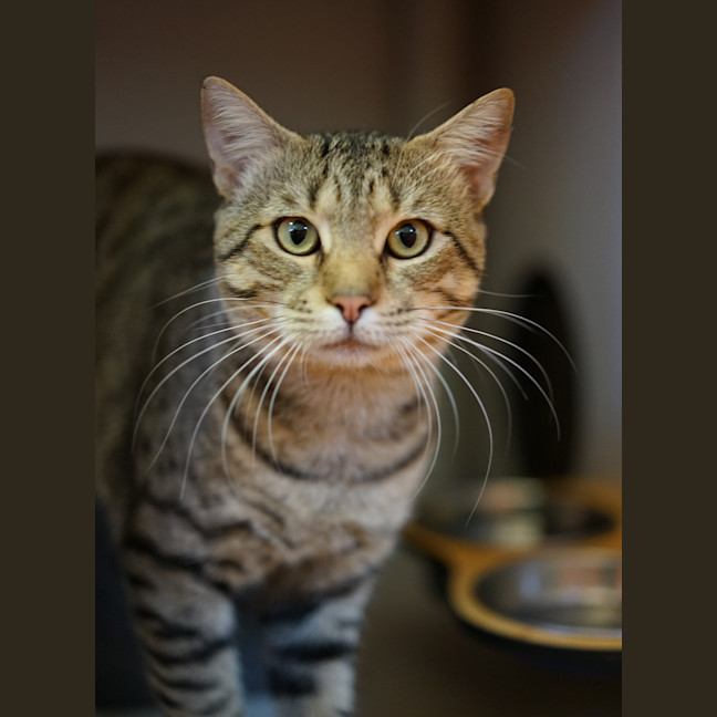 Photo of Buddy