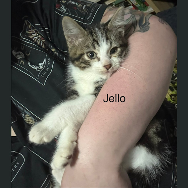 Photo of Jello **2nd Chance Cat Rescue**
