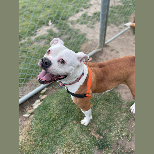 Photo of Sandra (In Foster Care) (On Hold)