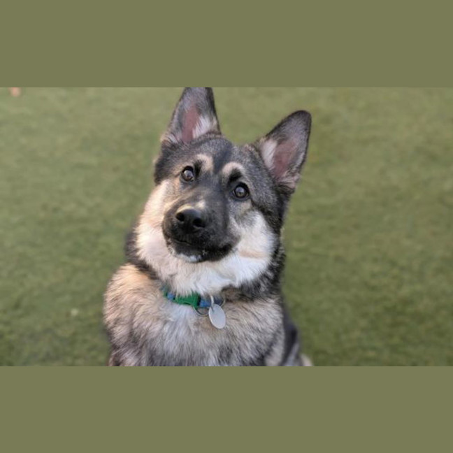 Photo of Shadow