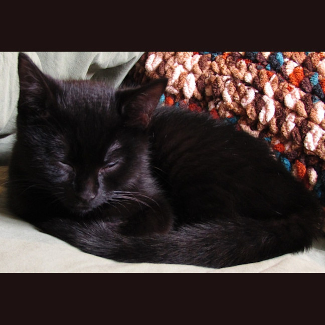Photo of Mocha
