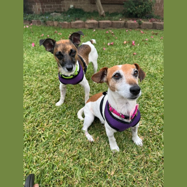 Photo of Dot (& Dash)