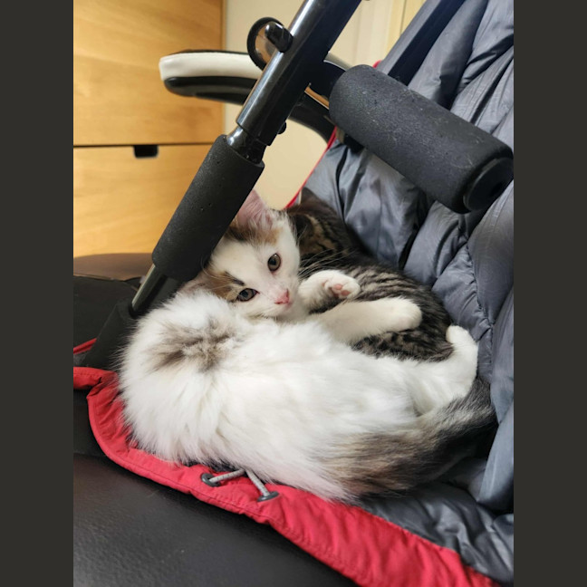 Photo of Smore
